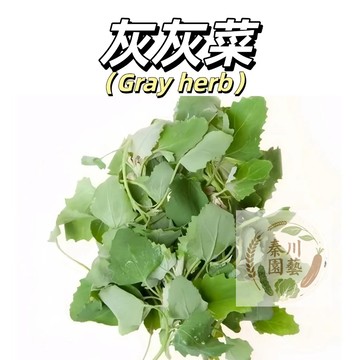 嘉義現貨（灰灰菜種子） 可涼拌、炒食、做湯，也可晾乾後儲存備用，營養豐富，有清熱利濕、促進骨骼生長、增強免疫力