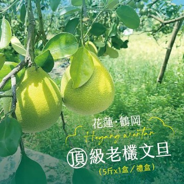 【杰市優果】花蓮鶴岡嚴選頂級50年老欉文旦禮盒5斤x1盒(6-8粒/盒)