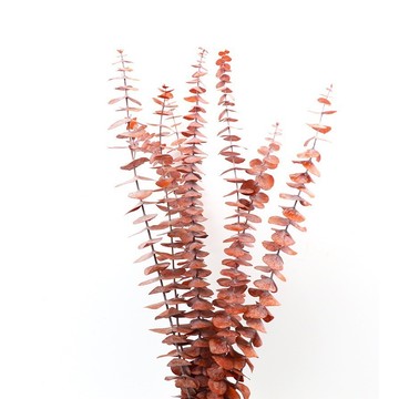 永生尤加利 40cm 10支  咖啡色