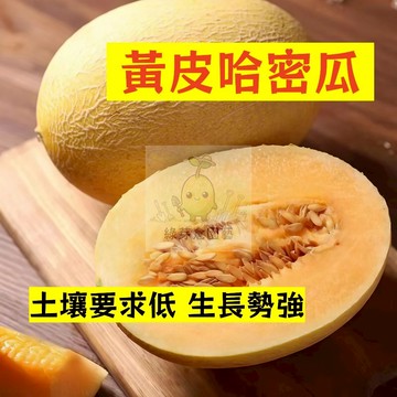 🌱早熟高產 黃皮哈密瓜種子HMG-3 土壤要求低 洋香瓜 蜜瓜 易生長  高產 抗病抗旱易種植 高產爬藤水果種子