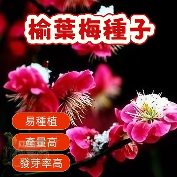 🌱精選種子 榆葉梅種子  重瓣梅花種子 台灣現貨現發  易種植 花卉種子  發芽率高 庭院盆栽 耐寒 觀賞花卉
