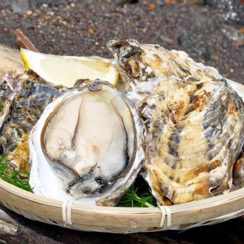 牡蠣 生がき［M］8個 生牡蠣 殻付き 生食用 宮城県産 雄勝湾 漁師直送 生ガキ 焼きカキ BBQバーベキュー