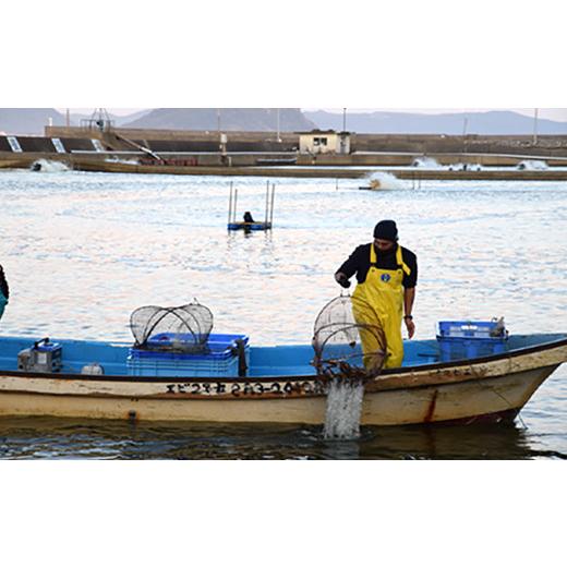 ふるさと納税 佐賀県 唐津市 唐津特産活プロトン冷凍車海老と車えび醤(じゃん)のセット(250g×2P 醤90g) 刺身 フライ 煮付 ギフト 「2023年 令和5年」