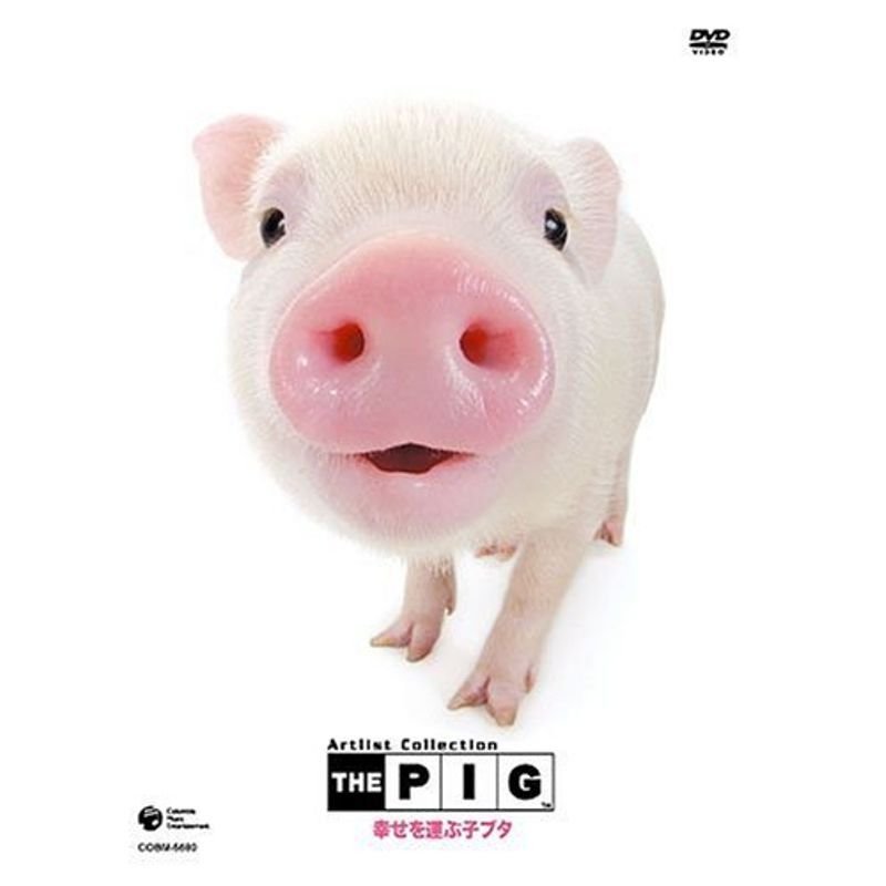 THE PIG 幸せを運ぶ子ブタ DVD