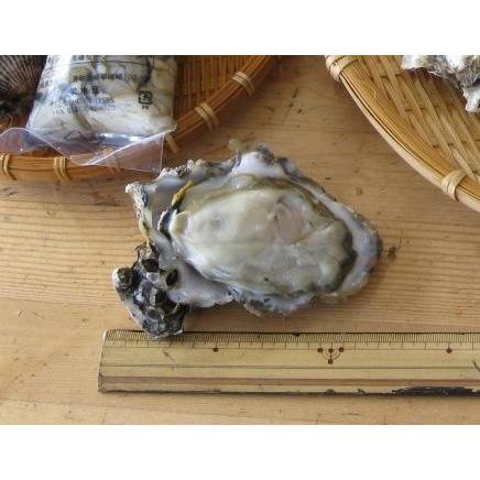 かき　カキ　牡蠣　殻付　宮城県松島湾産　加熱用殻付活かき20個　新鮮、生産者直送