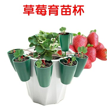 【珍愛頌】N412 草莓育苗杯 草莓種殖杯 外掛草莓育苗盆 草莓繁殖杯 草莓走徑繁殖杯 育苗杯 掛壁式繁殖杯 多肉育苗杯