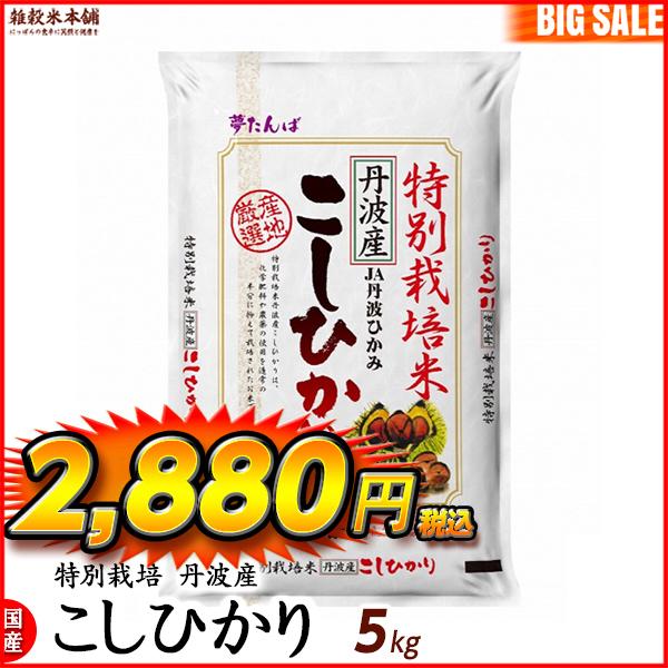 特別栽培米 コシヒカリ 5kg 丹波産 令和5年産 単一原料米 ＼セール／