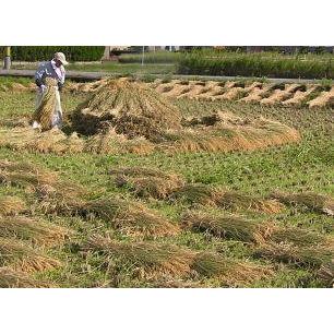 令和5年産 新米 玄米 JAS認証 有機米 無農薬米 天日干し 自然農法 こしひかり [天地の誉] 玄米 (30kg)