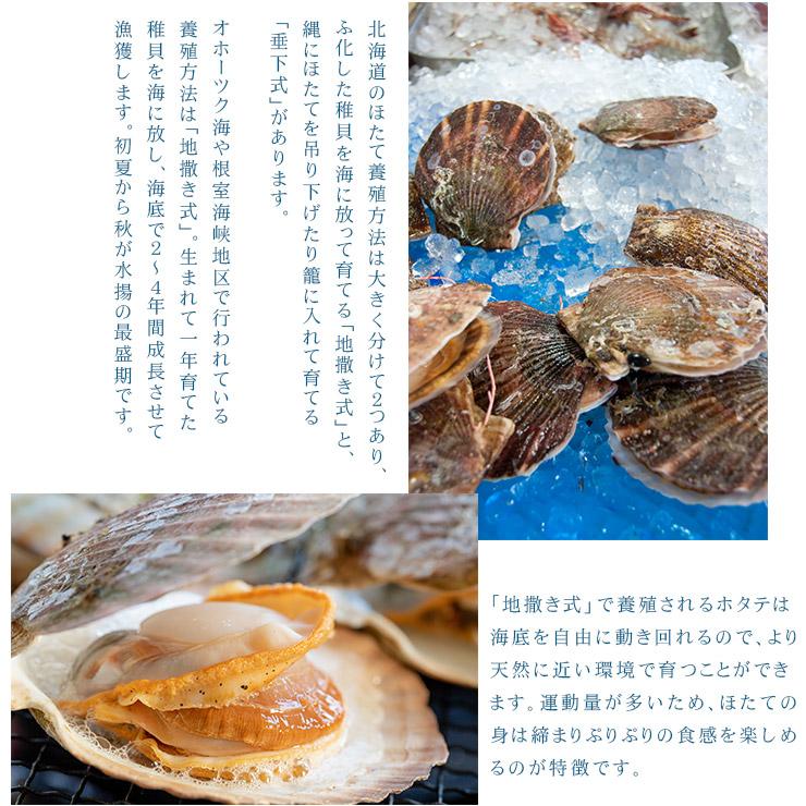 ホタテ ほたて 北海道産 訳あり生ほたて1kg 割れ 欠け 不揃い 送料無料 刺身 海鮮 om22[[訳ありホタテ1kg]