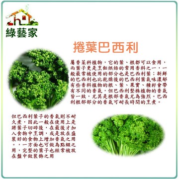【綠藝家】大包裝F11.捲葉巴西利(西洋香菜、歐芹) 種子10克