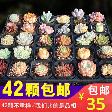 一筐一拍多肉植物論斤賣40顆混搭組合盆栽套餐小擺件造微景觀家居