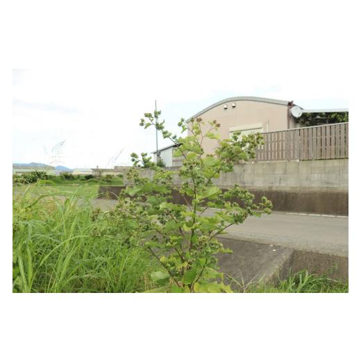 ふるさと納税 徳島県 吉野川市 自然農野菜セット（冬春野菜セット）