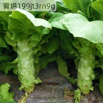 現貨🥬【四季香萵筍種子】（250粒）🥬 四季種植 青皮綠肉萵苣 紅尖葉種籽 耐寒農家菜園陽臺盆栽蔬菜孑
