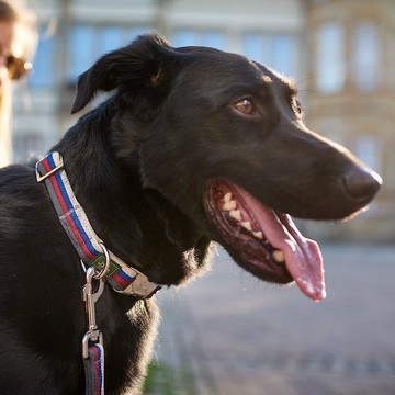 HUNTER 恆特 條紋滾繩系列 金屬扣狗狗項圈 (共2色)