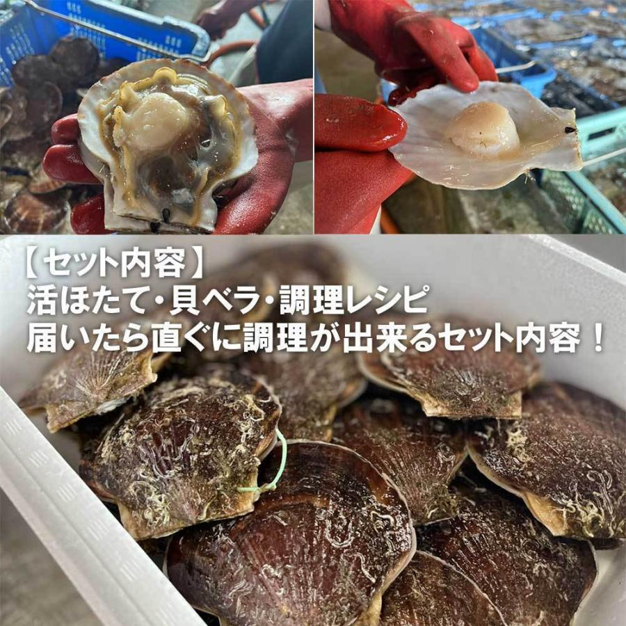 ホタテ 殻付き 活ホタテ 青森陸奥湾産 10キロ 送料無料 生食 刺身 通販 OXY元気！