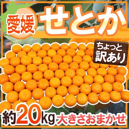 愛媛産 ”せとか” ちょっと訳あり 約20kg 大きさおまかせ 送料無料