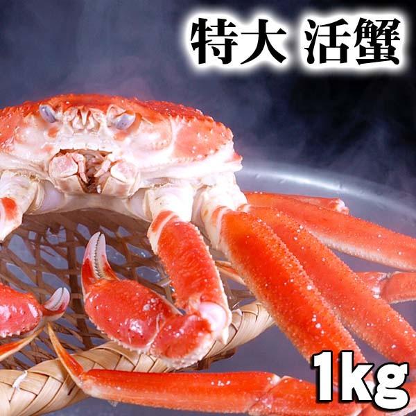 活ズワイガニ　1.0kg(特大)茹でたてなら到着後、すぐ食べられる未冷凍のズワイ蟹です。活カニ 活け松葉蟹 活け蟹 生ズワイガニ姿