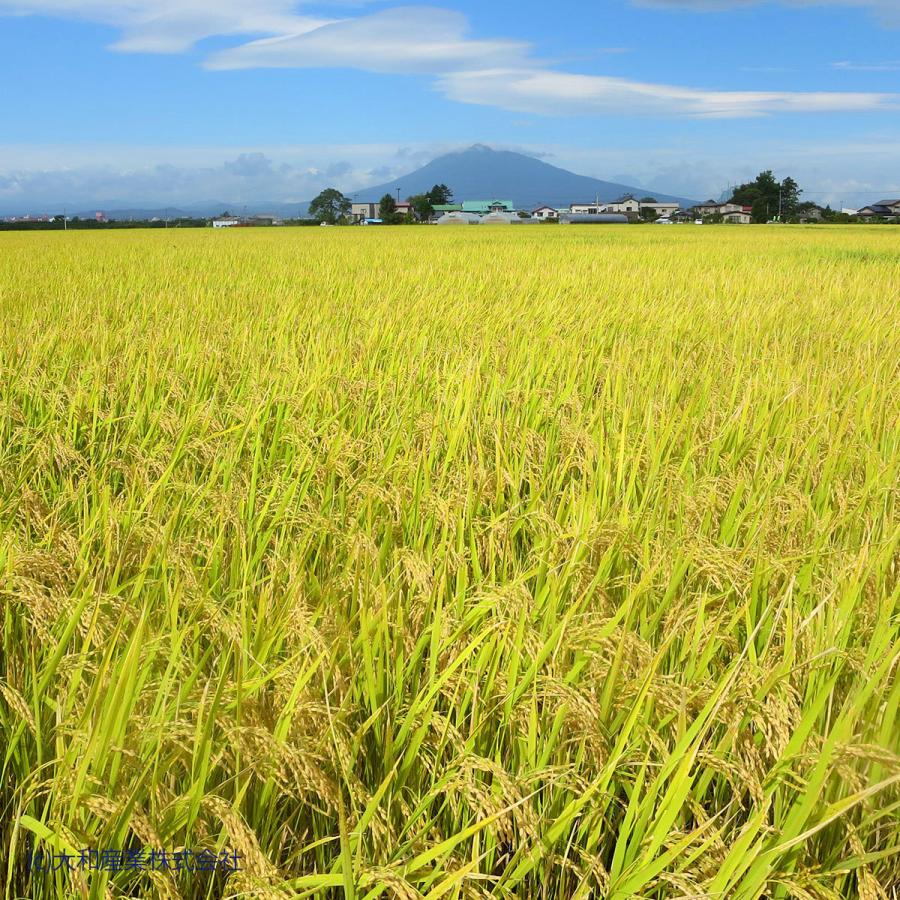 米 お米 20kg まっしぐら 青森県産 5kg×4 令和5年産 白米