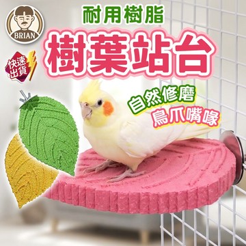 樹葉站台【布萊恩👨🏻隔日到貨】鸚鵡休息平台 鳥類站台 鸚鵡站台 鳥磨牙站台 鳥籠站台 鳥用品 懸掛站台 鳥類用品