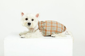 寵物綠格條紋裙 寵物親子款