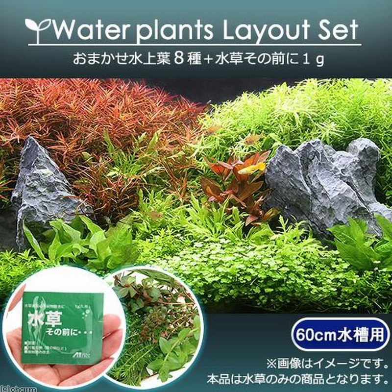 水草 おまかせ水上葉 レイアウトセット ６０ｃｍ水槽用 ８種 無農薬 水草説明書付 水草その前に１ｇ 本州四国限定 通販 Lineポイント最大0 5 Get Lineショッピング
