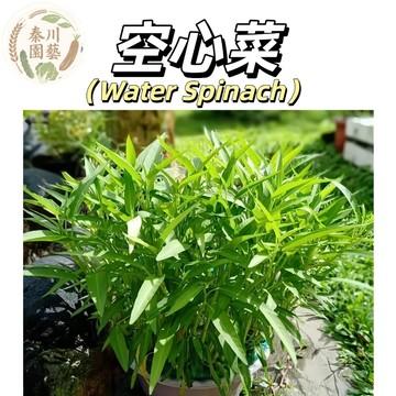 現貨（空心菜種子100粒）四季種植 通心菜種子四季產易種陽台盆栽大葉空心菜種子 蔬菜瓜果種子大全 多茬采收