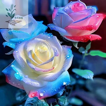 青禾園藝（特色爆款玫瑰花種子）新品 厄瓜多尓錄魔玫瑰 高端蠟質新品 月季薔薇 室內室外 四季開花錄植好種植易養 花種子