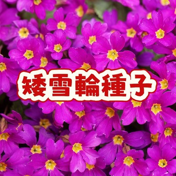 矮雪輪種子 匍匐雪輪 地毯石竹 台灣適種 易活四季開花 爆盆陽台盆栽 庭院地被 送禮自種 新手友善 開花小能手