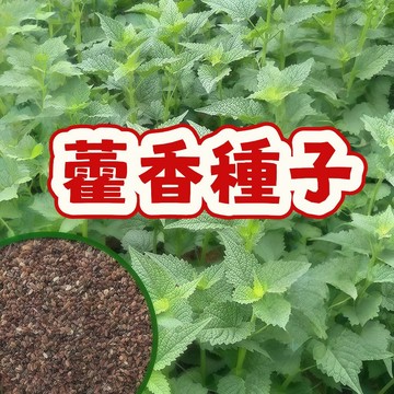 藿香種子 香草植物 藥用植栽 廚房香草 花園陽臺盆栽 景觀綠化 自種食用 新鮮採收 高發芽率