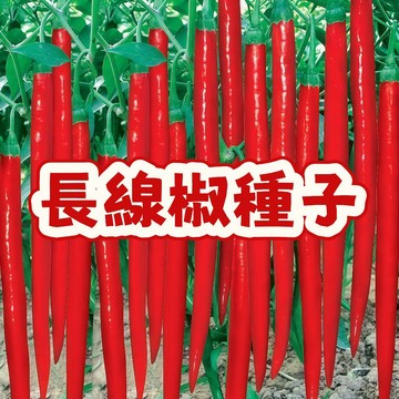 【臺灣在地培育】超強產能長線椒種子 56天採收 爆辣夠勁 耐熱抗病 專屬農友種源 庭院陽臺盆栽專用