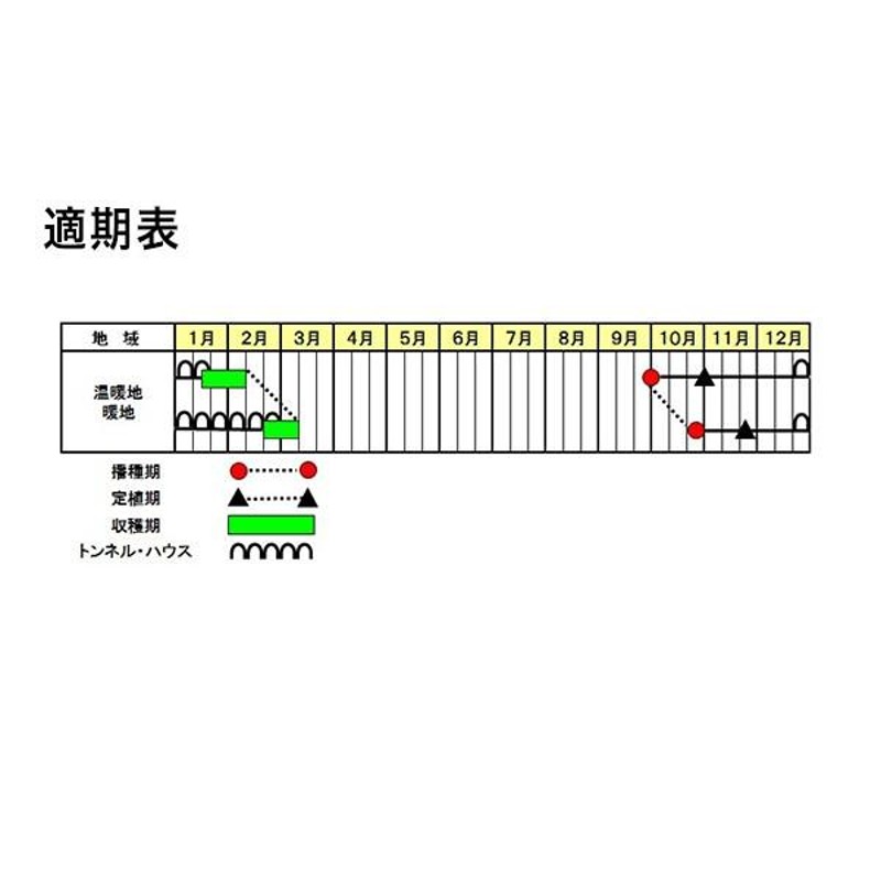 野菜の種/種子 オーディブル レタス ペレット5000粒（大袋）サカタの