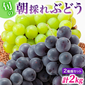 兵庫県産 旬の朝採れ ぶどう 2種類セット 品種おまかせ（2kg、3～4房入） 種無し 農家直送 数量限定