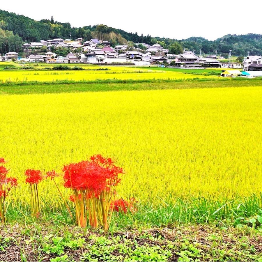 米 お米 はえぬき 5kgｘ2  無洗米 Ａ米 1等米  山形産 ごはん つきたて ごはんの炊き方 お米の選び方 ブランド米