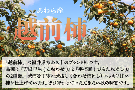 越前柿 16個入 約2.5kg（M～2L）≪JA受賞歴親子２代≫ ／ 果物 フルーツ 柿 産地直送 期間限定 あわら ※2024年11月上旬より順次発送