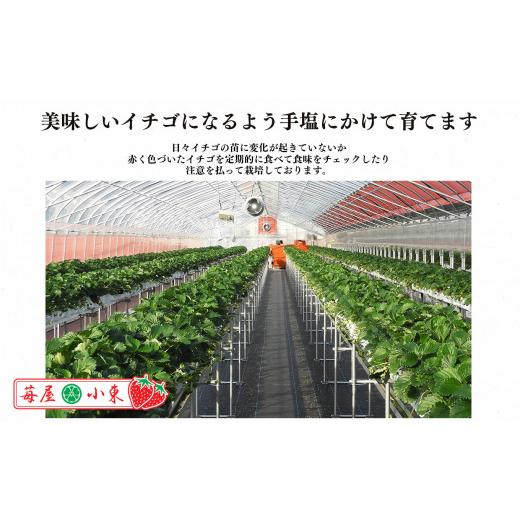 ふるさと納税 奈良県 平群町 平群の古都華 いちご 4Lまたは5Lサイズ（1種×2パック）苺屋小東