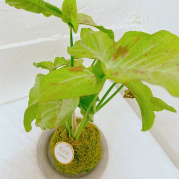 【植物苔球】紙屑 合果芋 苔球  療癒 文青 送禮 觀葉植物 室內