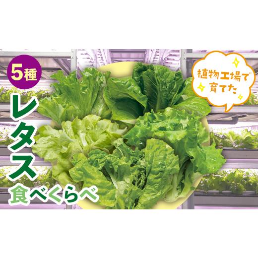 ふるさと納税 福島県 白河市 植物工場で育てた5種のレタス食べくらべセット 10パック F21R-159