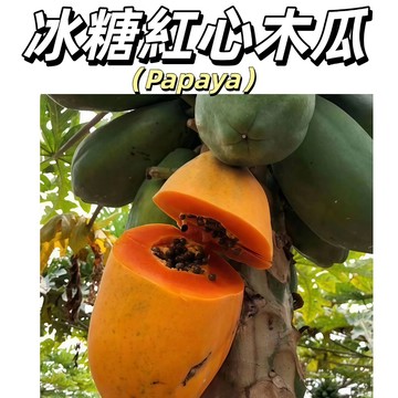 現貨【冰糖般清甜】紅心木瓜種子｜史上最甜木瓜｜陽台盆栽果樹｜肉厚籽少香甜多汁｜新手輕鬆種植｜果肉細緻，汁水豐沛
