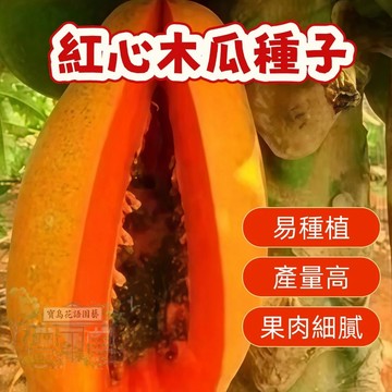 ✨【紅心木瓜種子】臺灣本土優選！超甜多汁，果實豐碩，家庭園藝必備！新手也能輕鬆種出美味木瓜，限量搶購中！