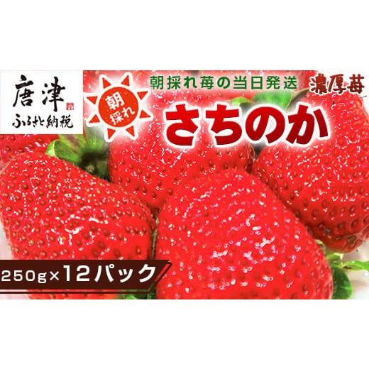 ふるさと納税 佐賀県 唐津市 『予約受付』濃厚苺 さちのか 250g×12パック(合計3kg) 濃厚いちご 苺 イチゴ 果物 フルーツ ビタ…