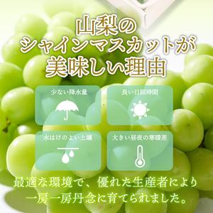 ふるさと納税 〈2024年度配送分〉甲府市産 シャインマスカット 3〜5房（2.0kg以上） 山梨県甲府市