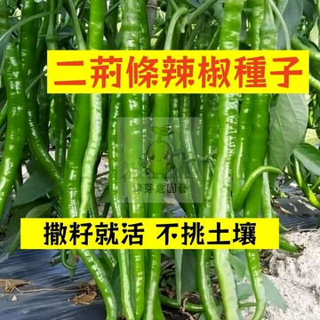 🌱早熟高產 🌶️二荊條辣椒種子LJ-54 撒籽就活 不挑土壤 分枝強壯 生長勢快 抗病性強 易種植田栽庭院盆栽蔬菜種子