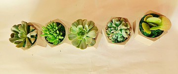 【單盆販售】辦公室療癒系列 多肉植物桌上型 送禮自用