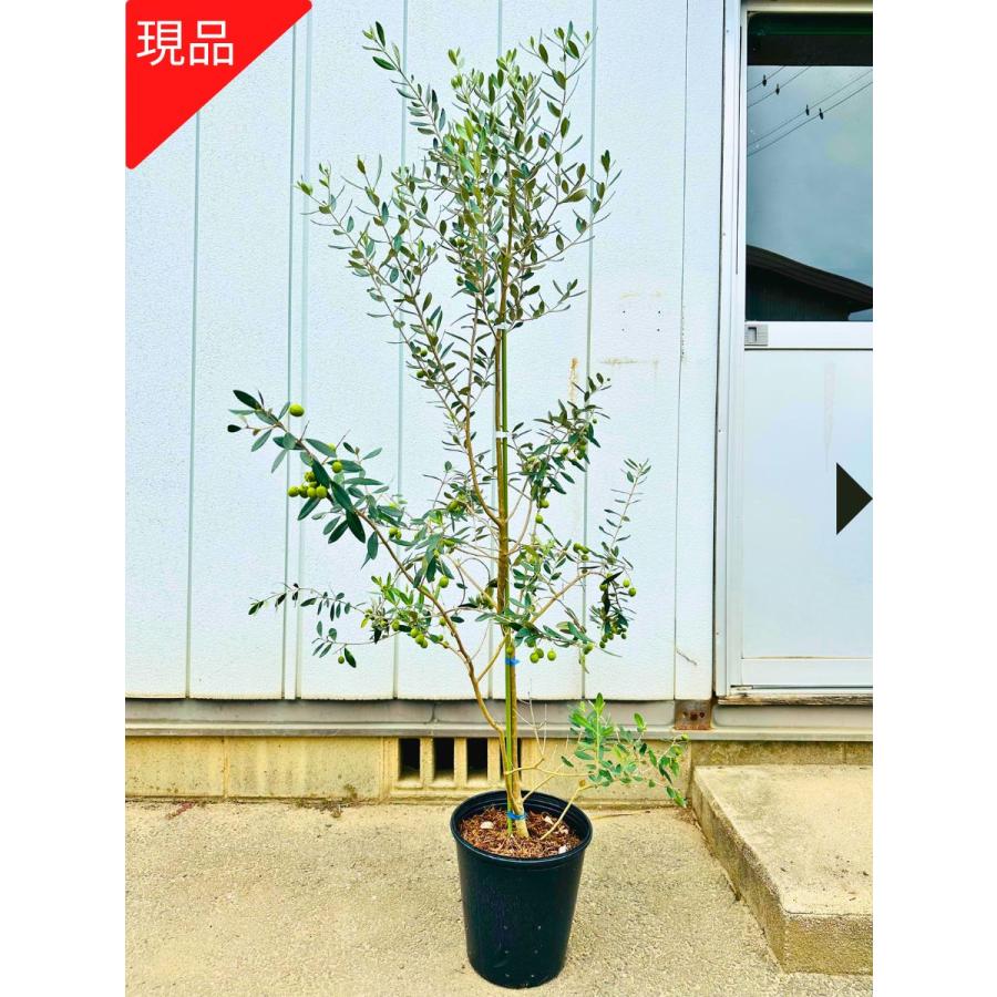 小倉園 オリーブ・カヨンヌ 8号鉢 オリーブの木 鉢植え 庭木