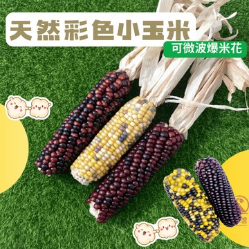 【現貨】彩色小玉米 寶石玉米 彩色玉米穗 小玉米穗 鸚鵡 天竺鼠 兔子 黃金鼠 倉鼠磨牙點心 天然寶石玉米 爆米花