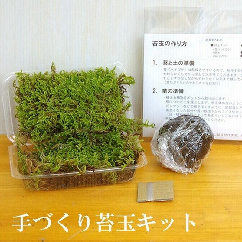 着いてすぐにできます さあ苔玉 こけだま を作りましょう 苔玉キット 苔玉 こけだま こけ コケ 苔 通販 Lineポイント最大0 5 Get Lineショッピング