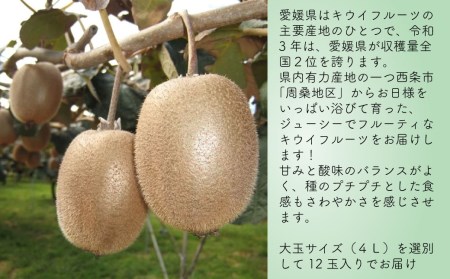 愛媛県西条産「キウイフルーツ」（JA周桑）4Lサイズ12玉入り