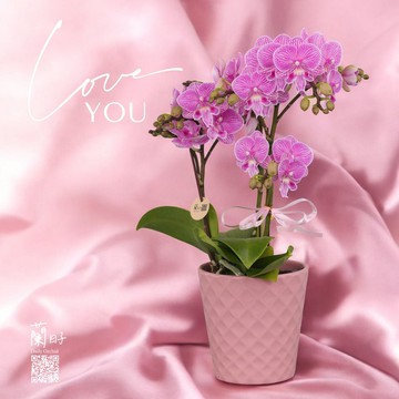 情人節限定花禮(戀語心蘭)