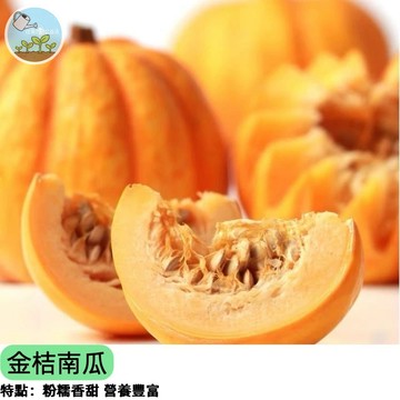 🎃【超可愛金元寶】金桔南瓜種子 迷你貝貝南瓜型 橙黃色像橘子 一瓜兩吃 嫩瓜炒肉/老瓜蒸食 陽台盆栽可種 結果多