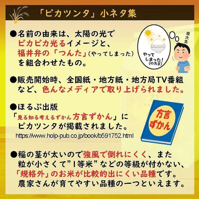 福井県産ピカツンタ 白米 令和4年産 限定品種 (5kg)